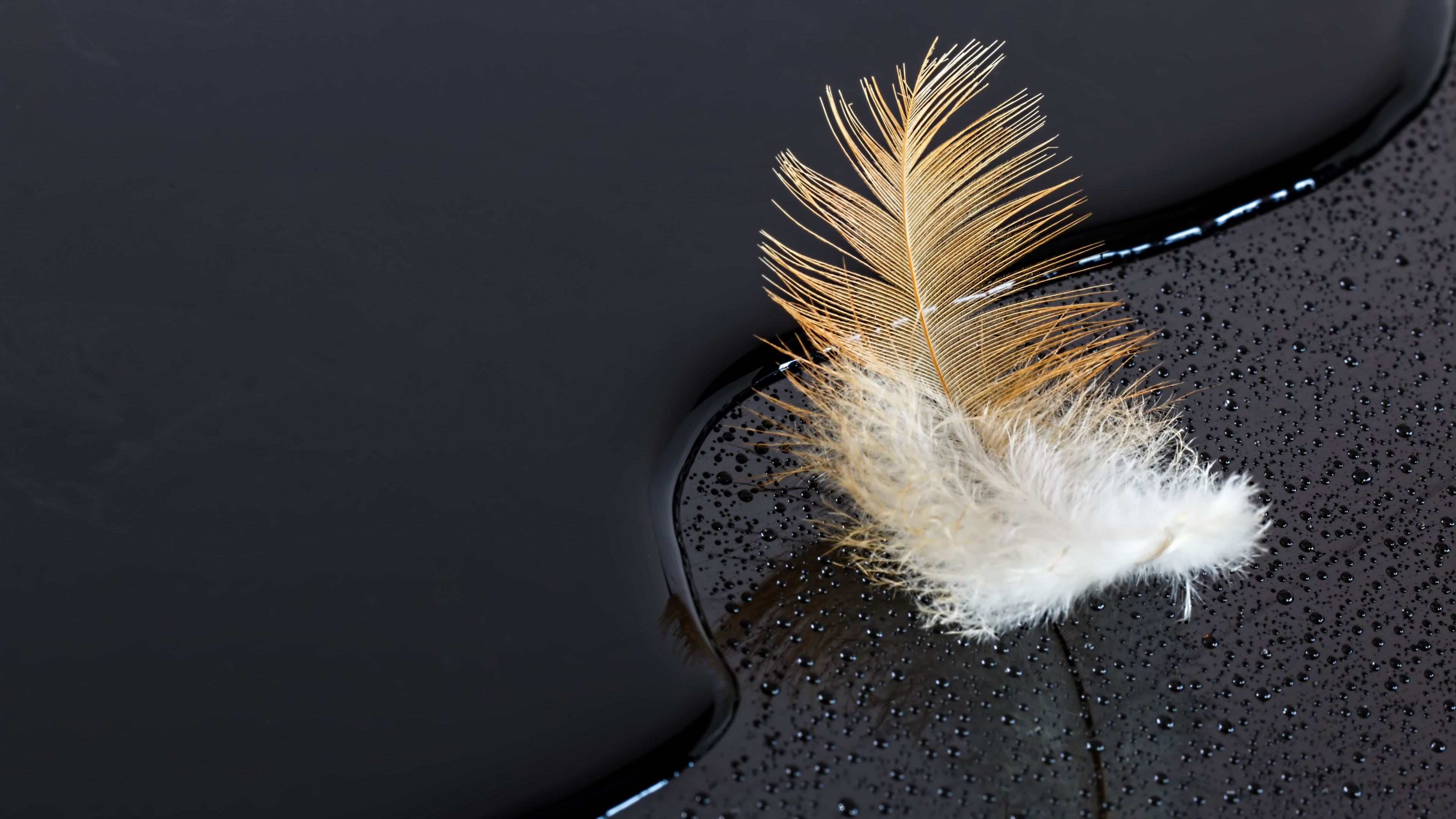 Dark surface with a feather on water wallpaper 3840x2160