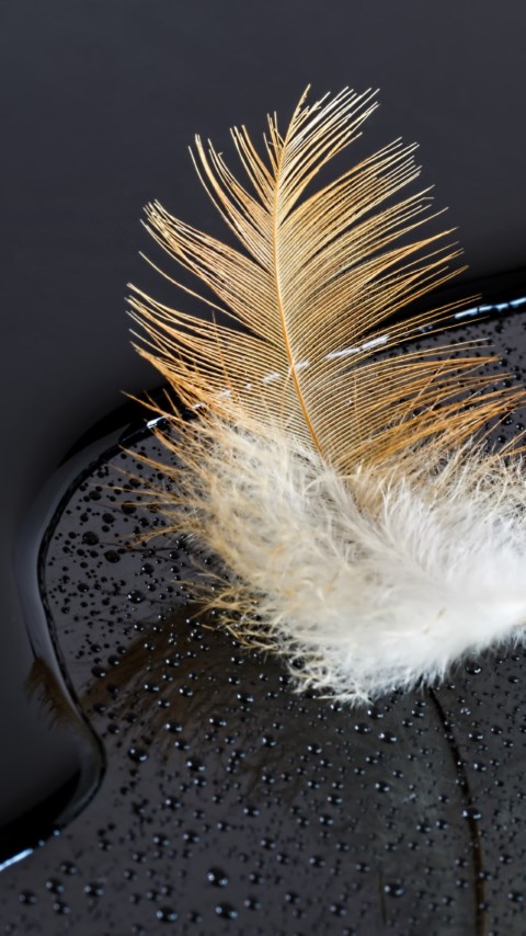 Dark surface with a feather on water wallpaper 480x854