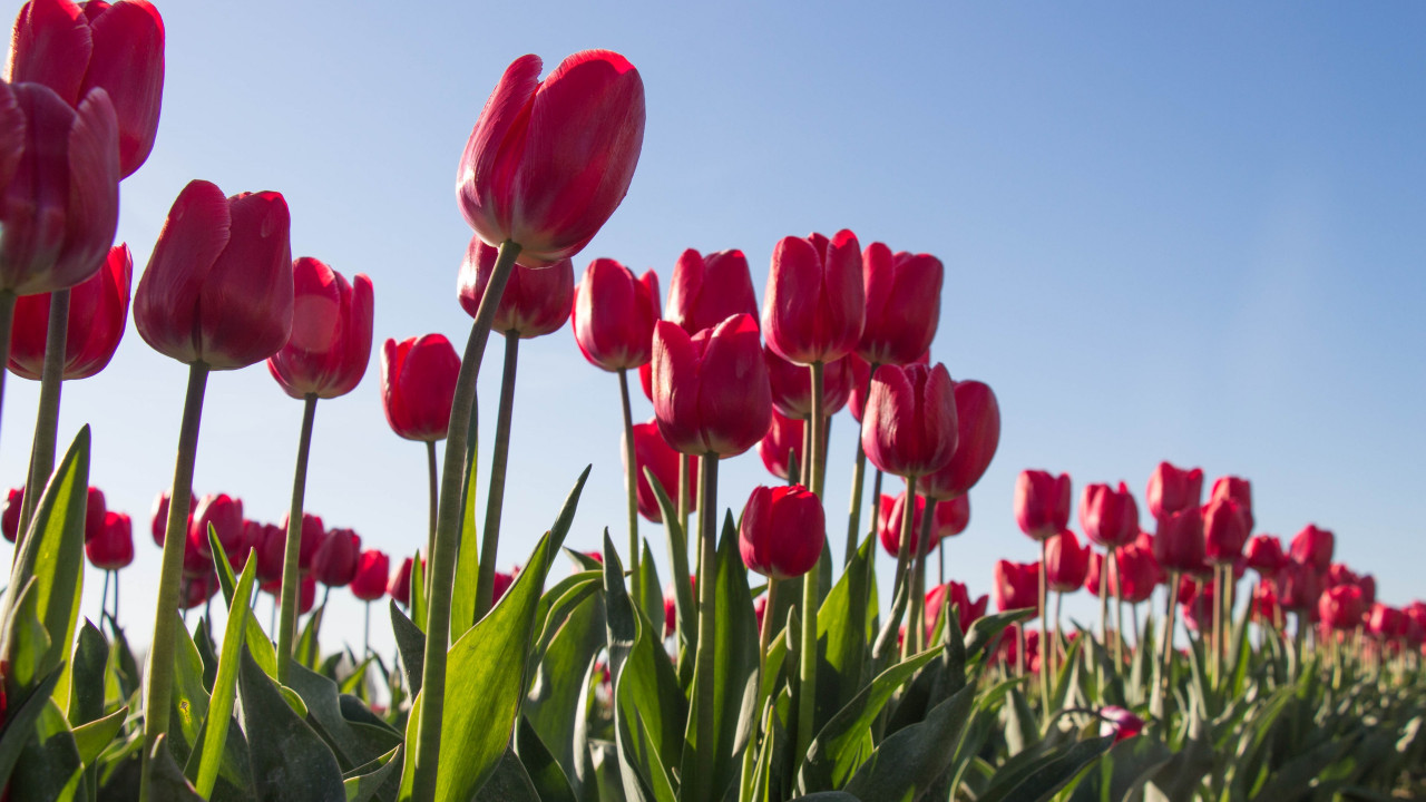 Red tulips wallpaper 1280x720