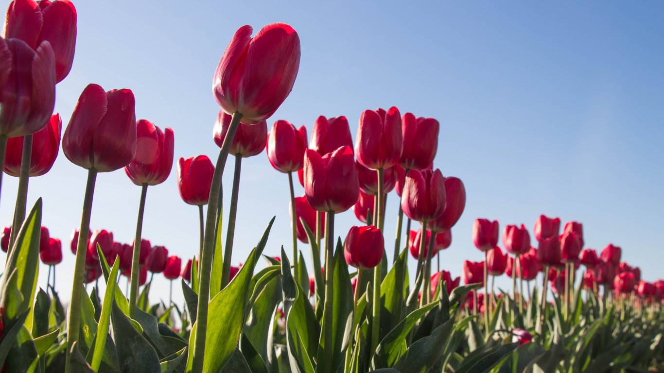 Red tulips wallpaper 1366x768