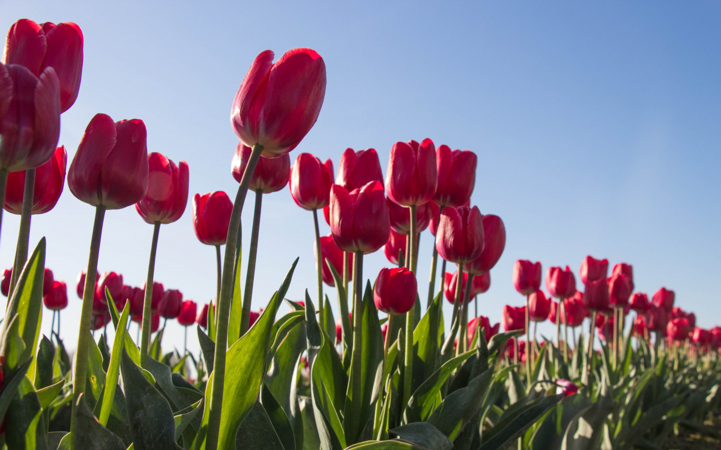 Red tulips wallpaper 1440x900