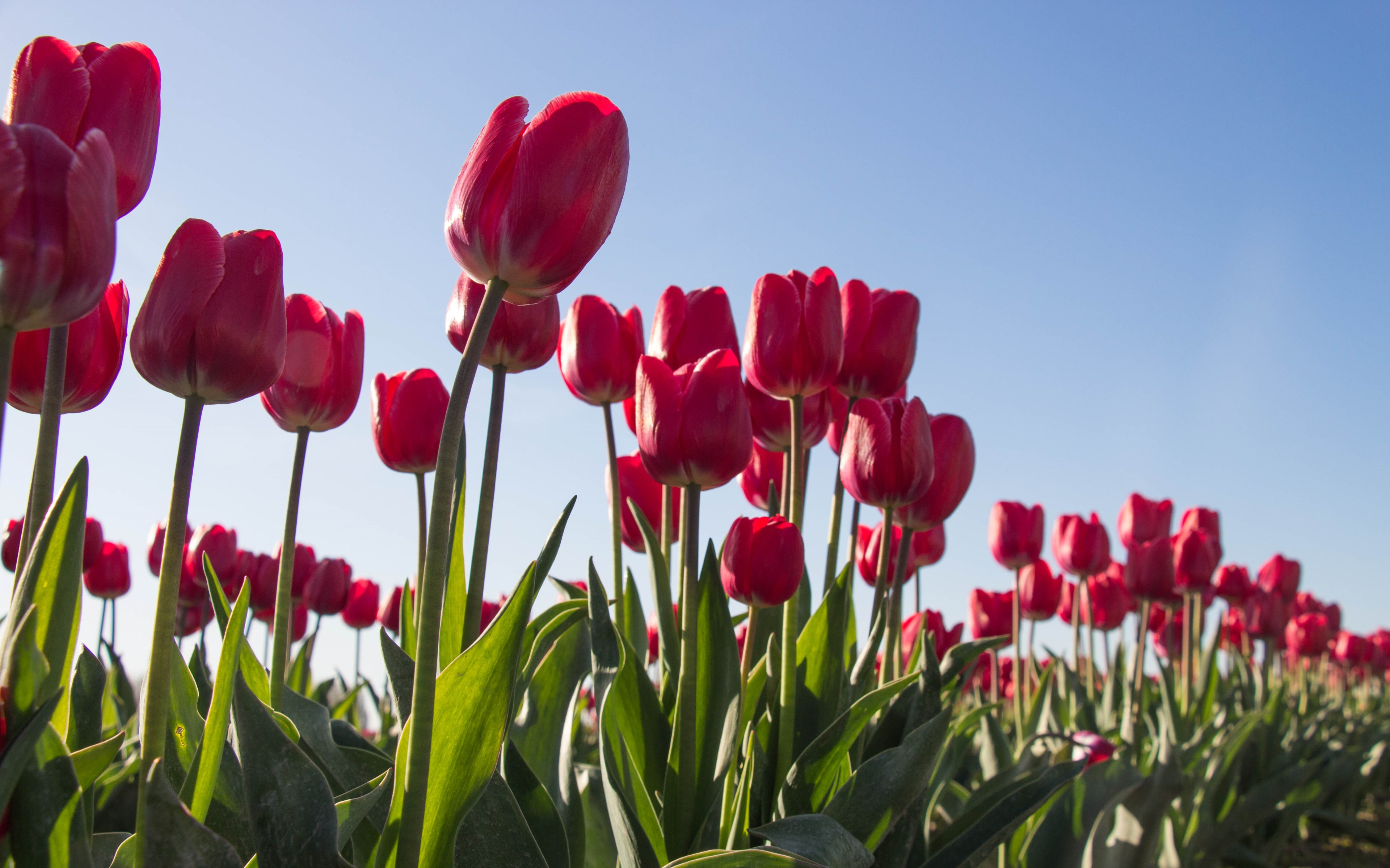 Red tulips wallpaper 3840x2400