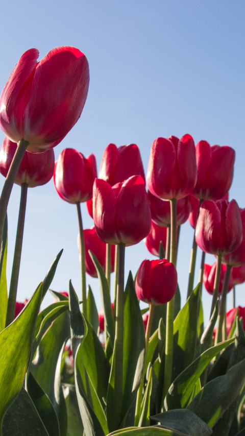 Red tulips wallpaper 480x854