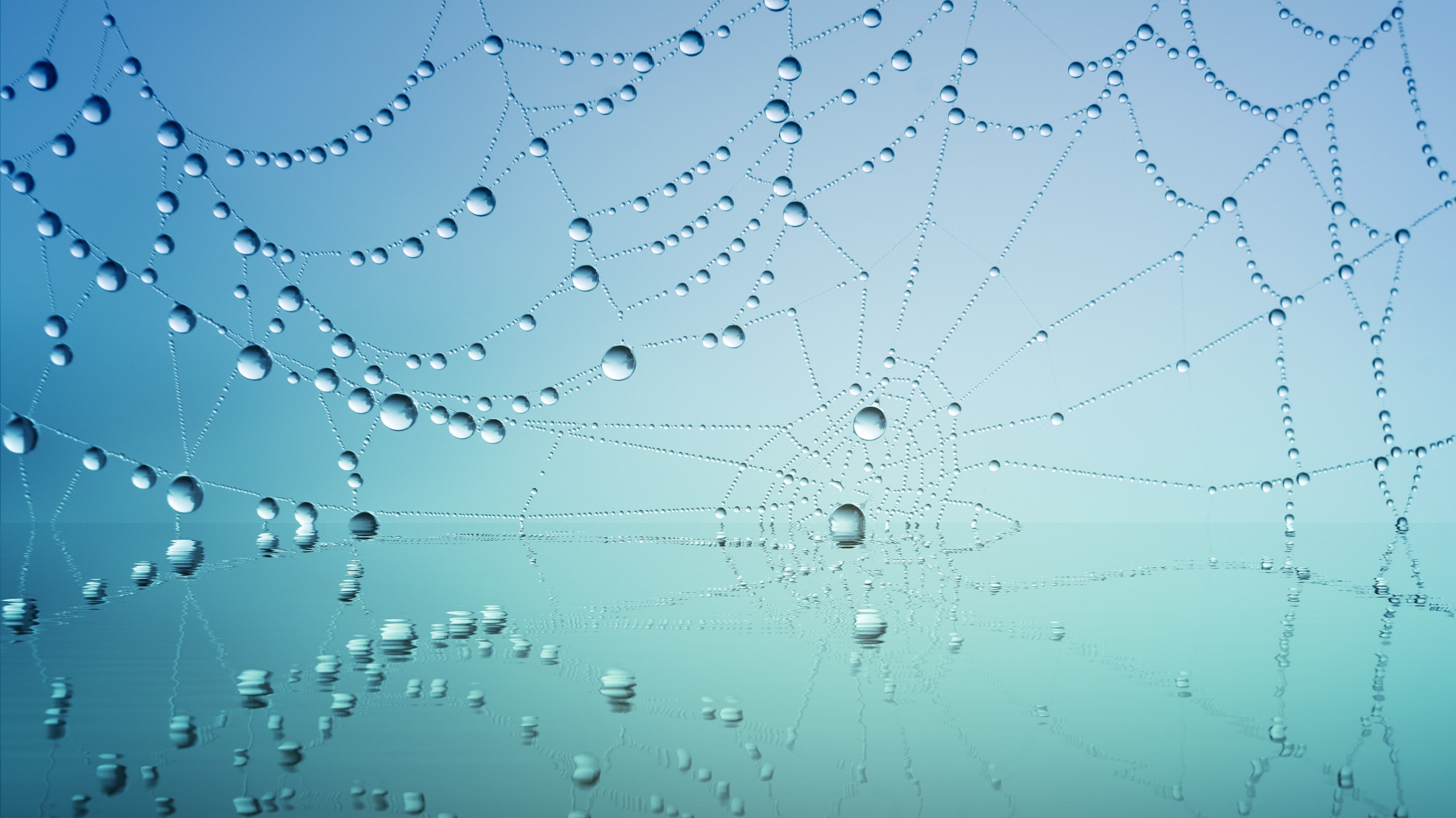 Dew drops on the spider web wallpaper 2560x1440