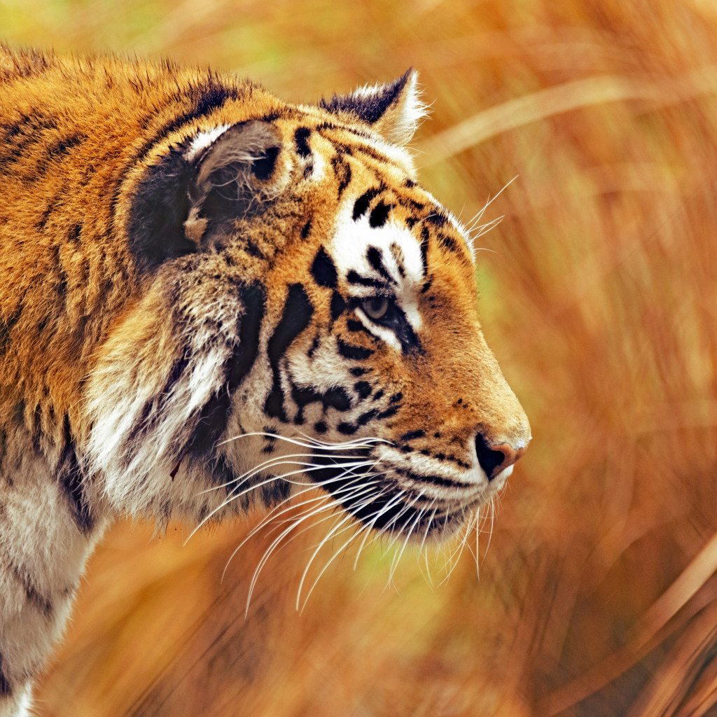Bengal tiger wallpaper 1024x1024