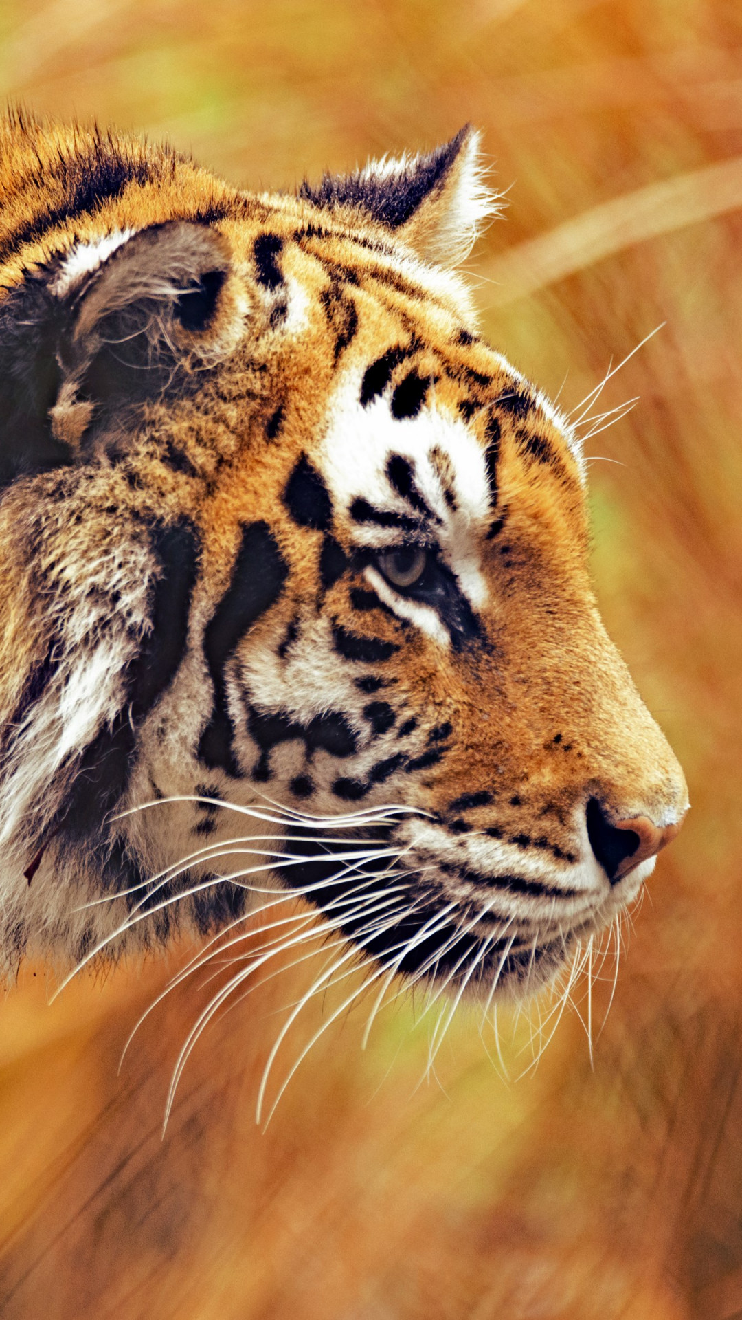 Bengal tiger wallpaper 1080x1920