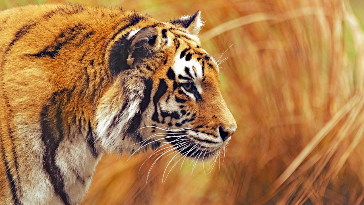 Bengal tiger wallpaper 1280x720