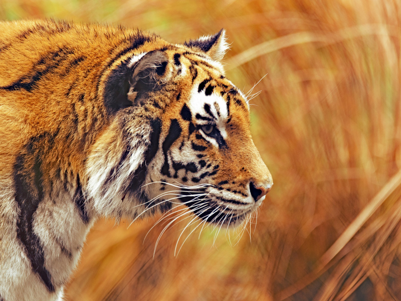 Bengal tiger wallpaper 1280x960