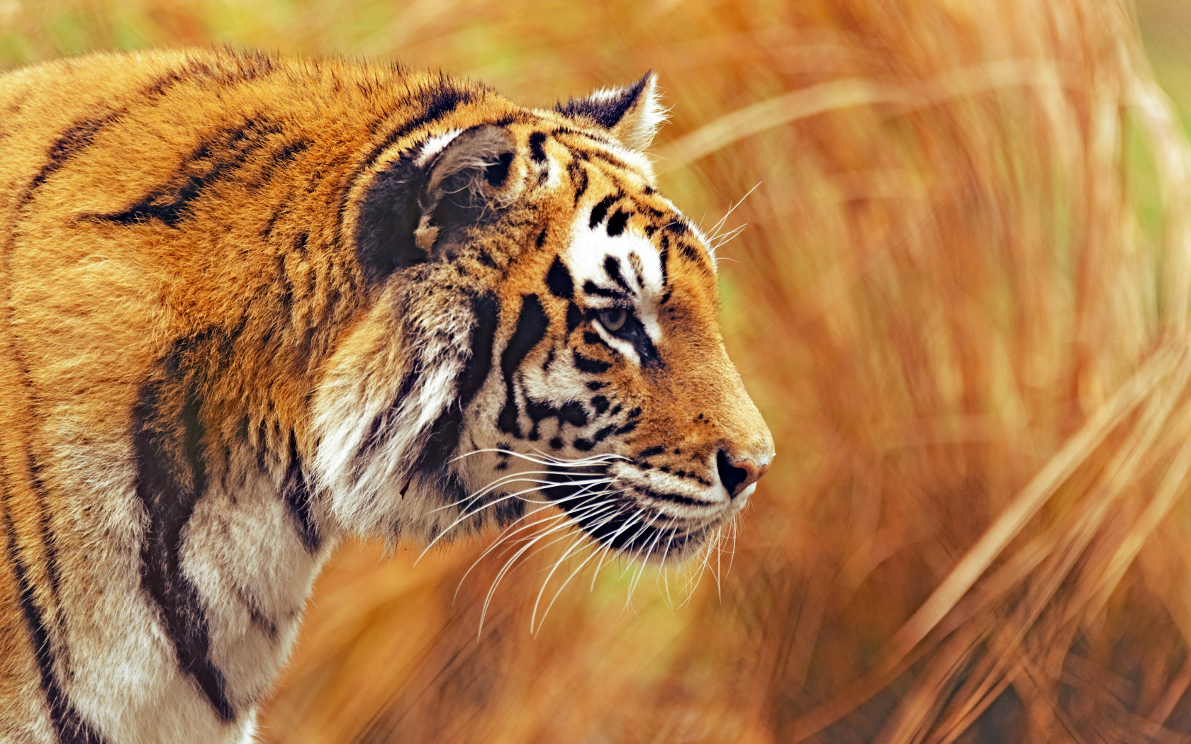 Bengal tiger wallpaper 1680x1050