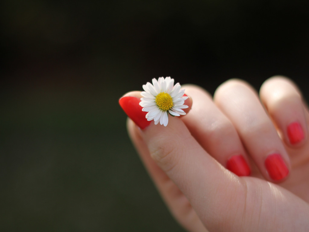 Girl with red nails and a daisy flower wallpaper 1024x768
