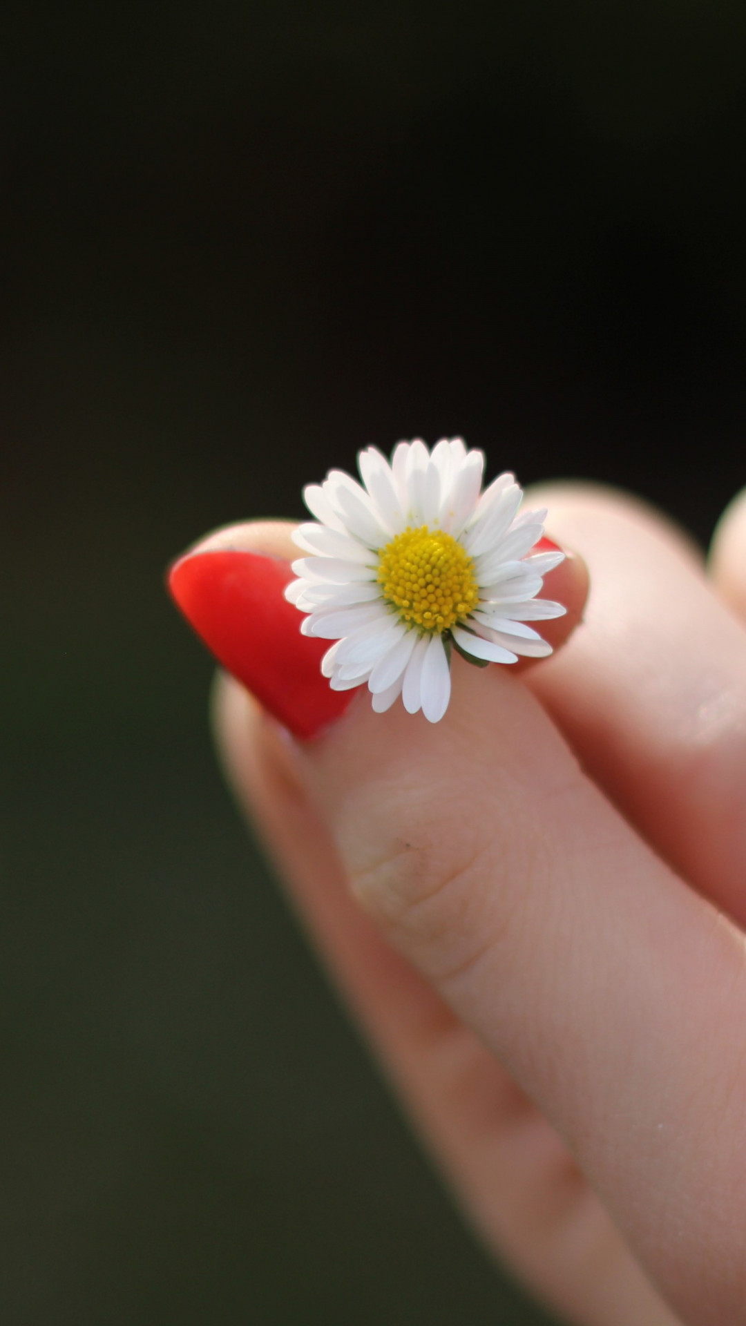 Girl with red nails and a daisy flower wallpaper 1080x1920