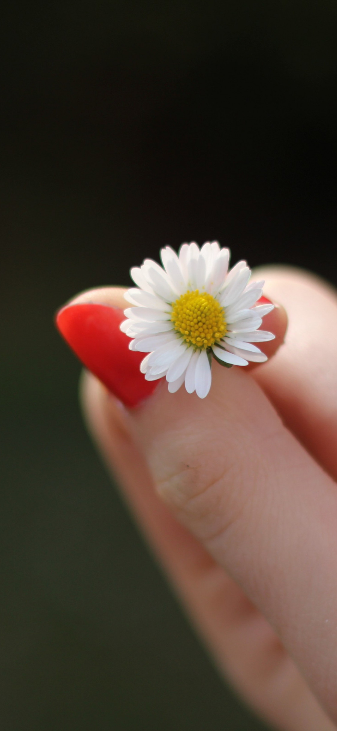 Girl with red nails and a daisy flower wallpaper 1125x2436