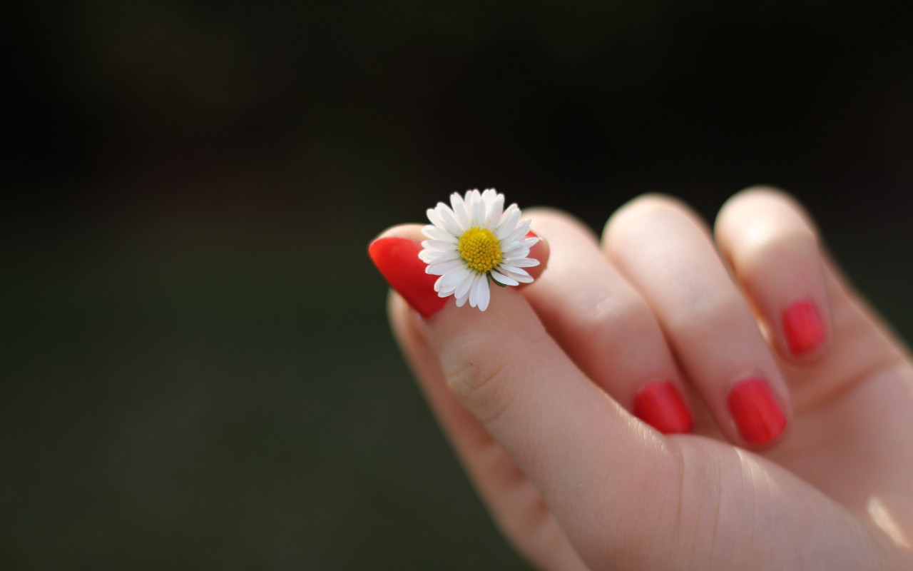 Girl with red nails and a daisy flower wallpaper 1280x800