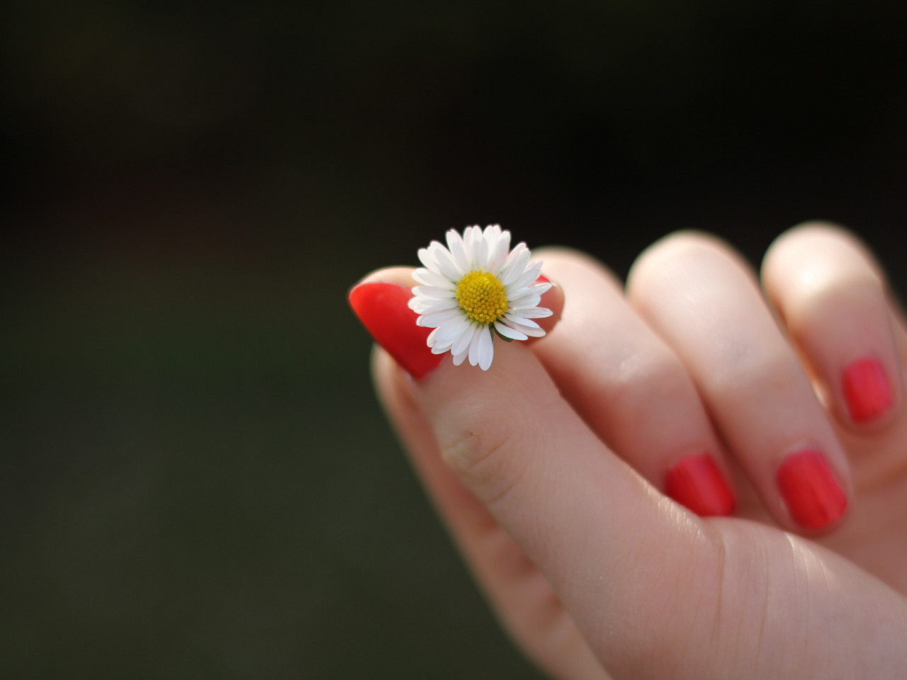 Girl with red nails and a daisy flower wallpaper 1280x960
