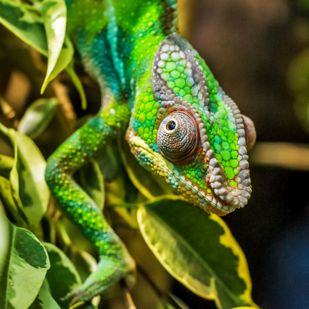 Panther chameleon reptile wallpaper 1024x1024
