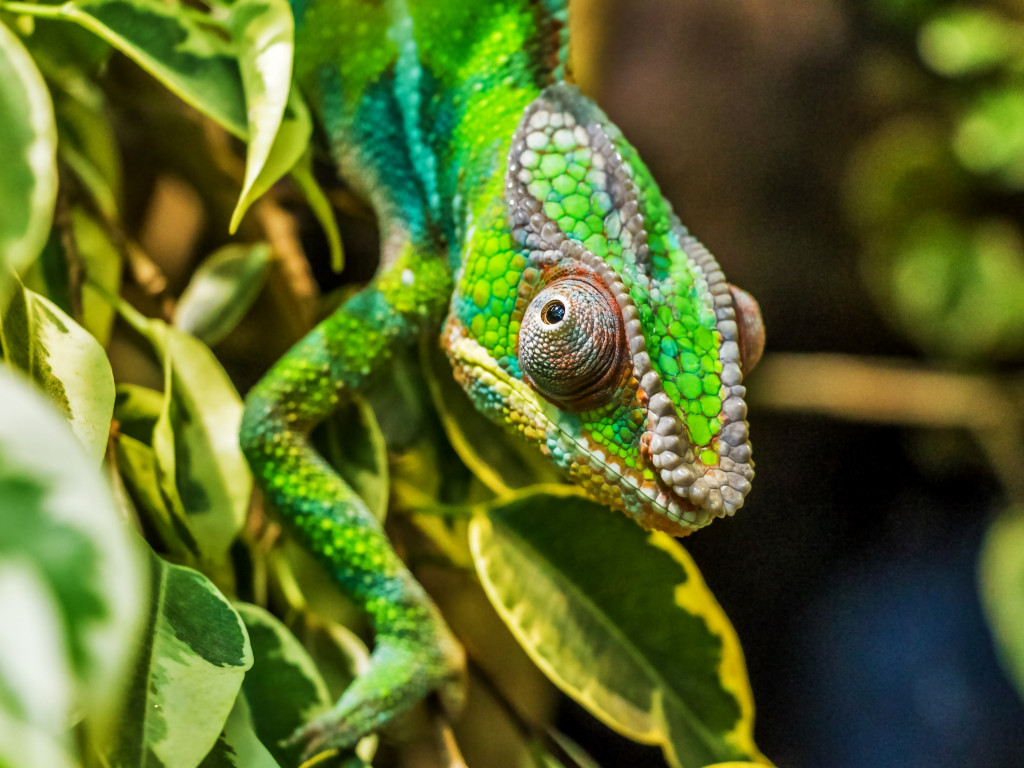 Panther chameleon reptile wallpaper 1024x768