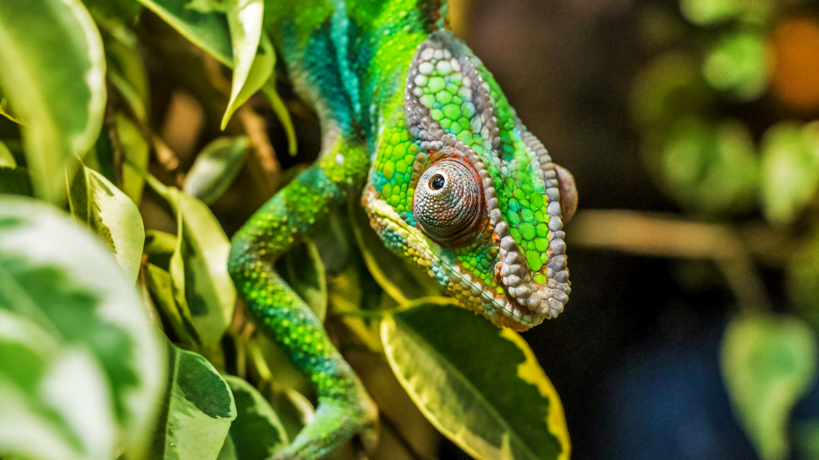 Panther chameleon reptile wallpaper 1600x900