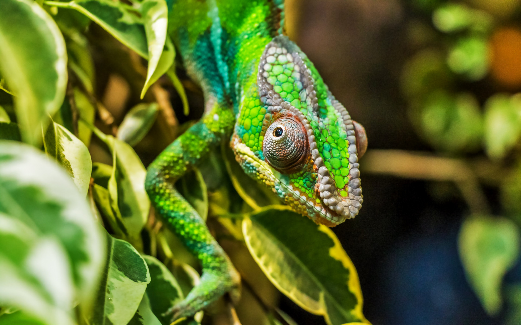 Panther chameleon reptile wallpaper 1680x1050
