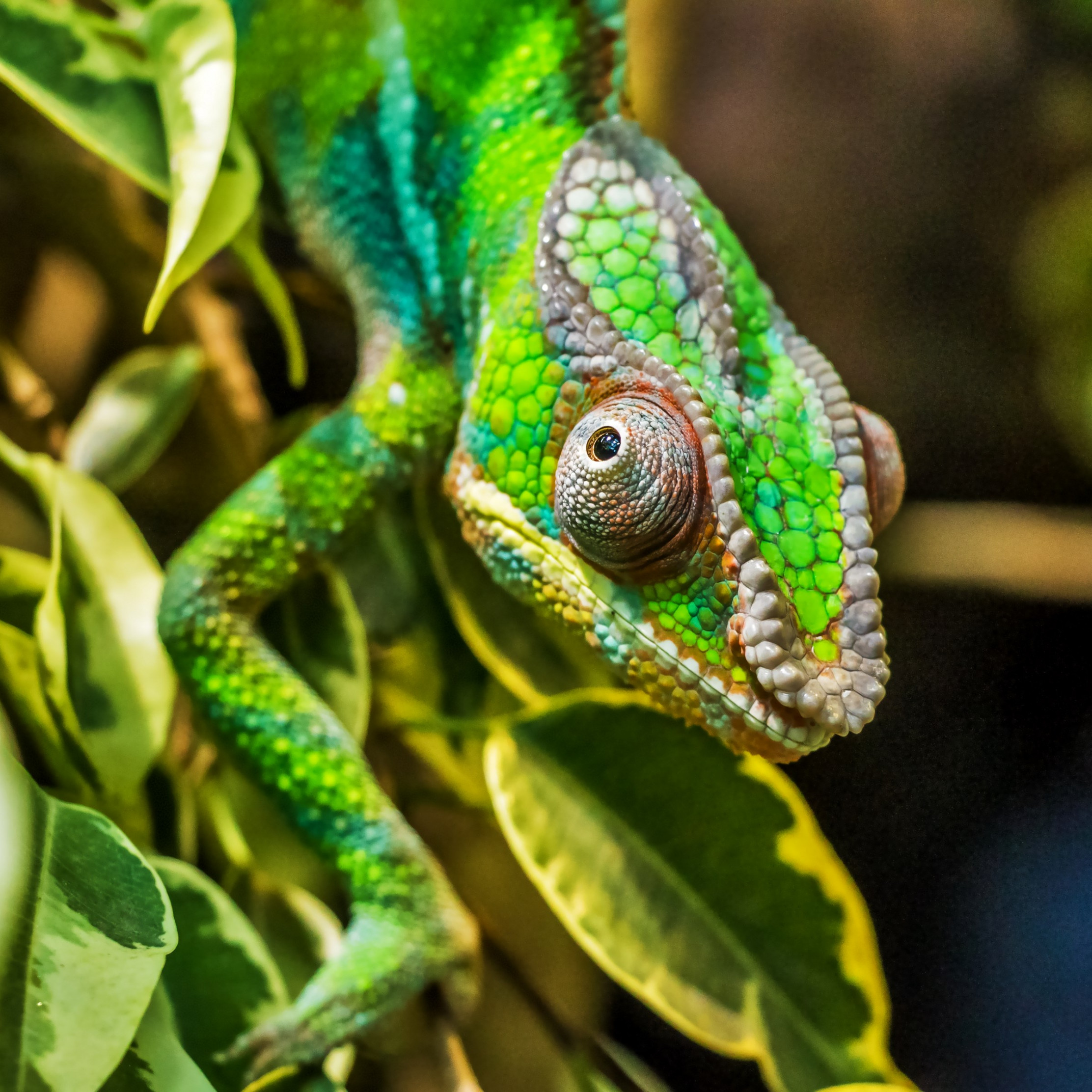 Panther chameleon reptile wallpaper 2224x2224