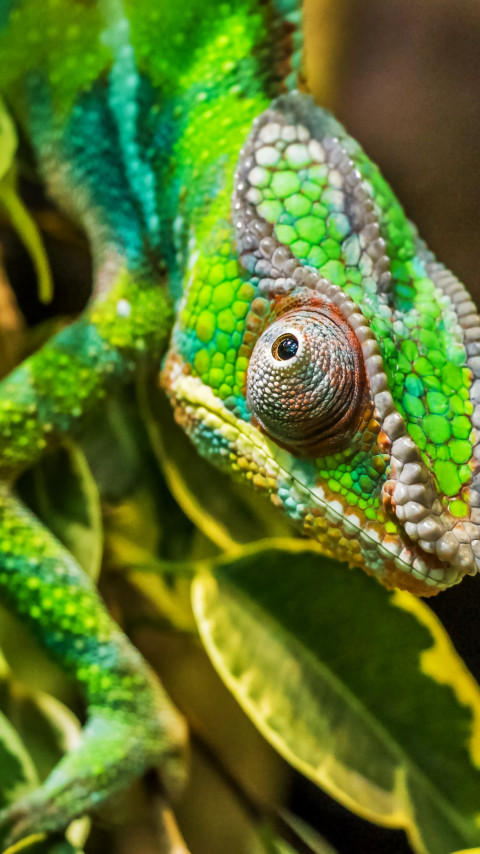 Panther chameleon reptile wallpaper 480x854