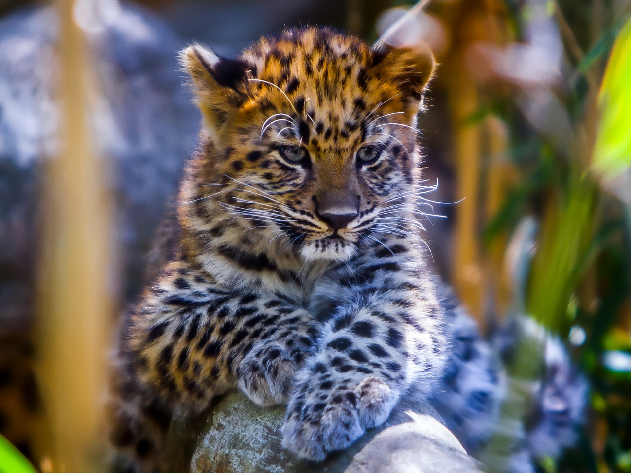 Leopard cub wallpaper 1280x960