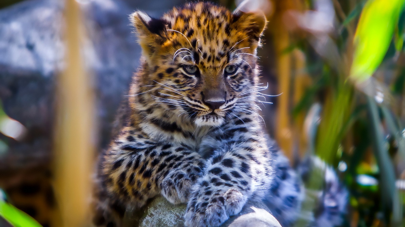 Leopard cub wallpaper 1366x768