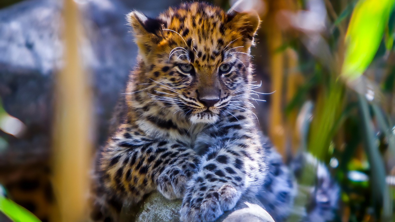 Leopard cub wallpaper 1600x900