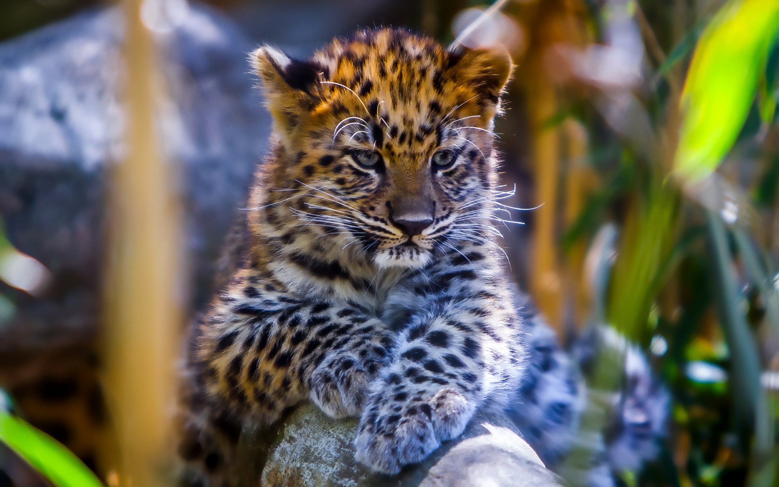Leopard cub wallpaper 2560x1600