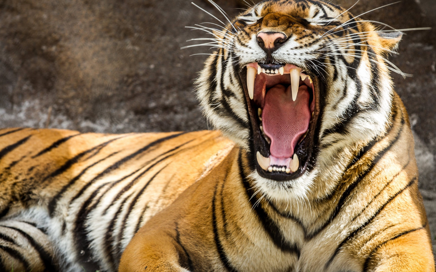 Tiger teeth wallpaper 1440x900