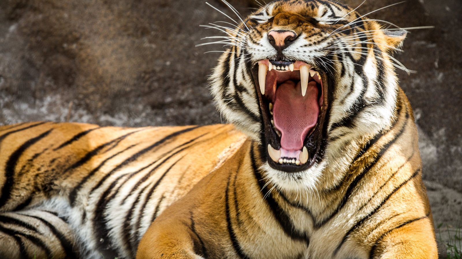 Tiger teeth wallpaper 1600x900