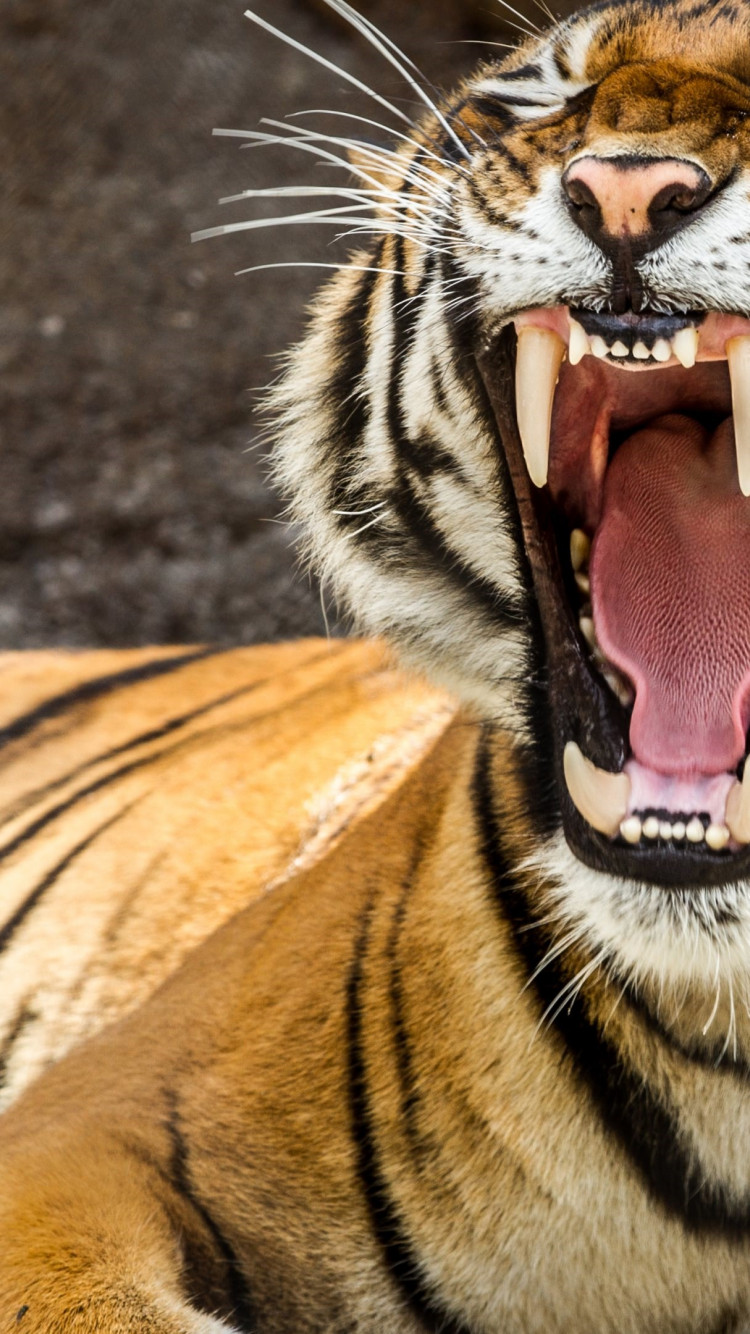 Tiger teeth wallpaper 750x1334