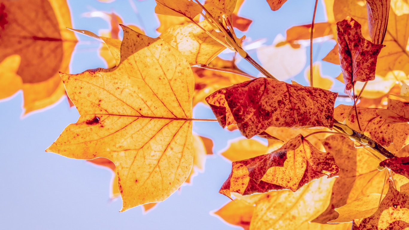 Best Autumn leaves wallpaper 1366x768