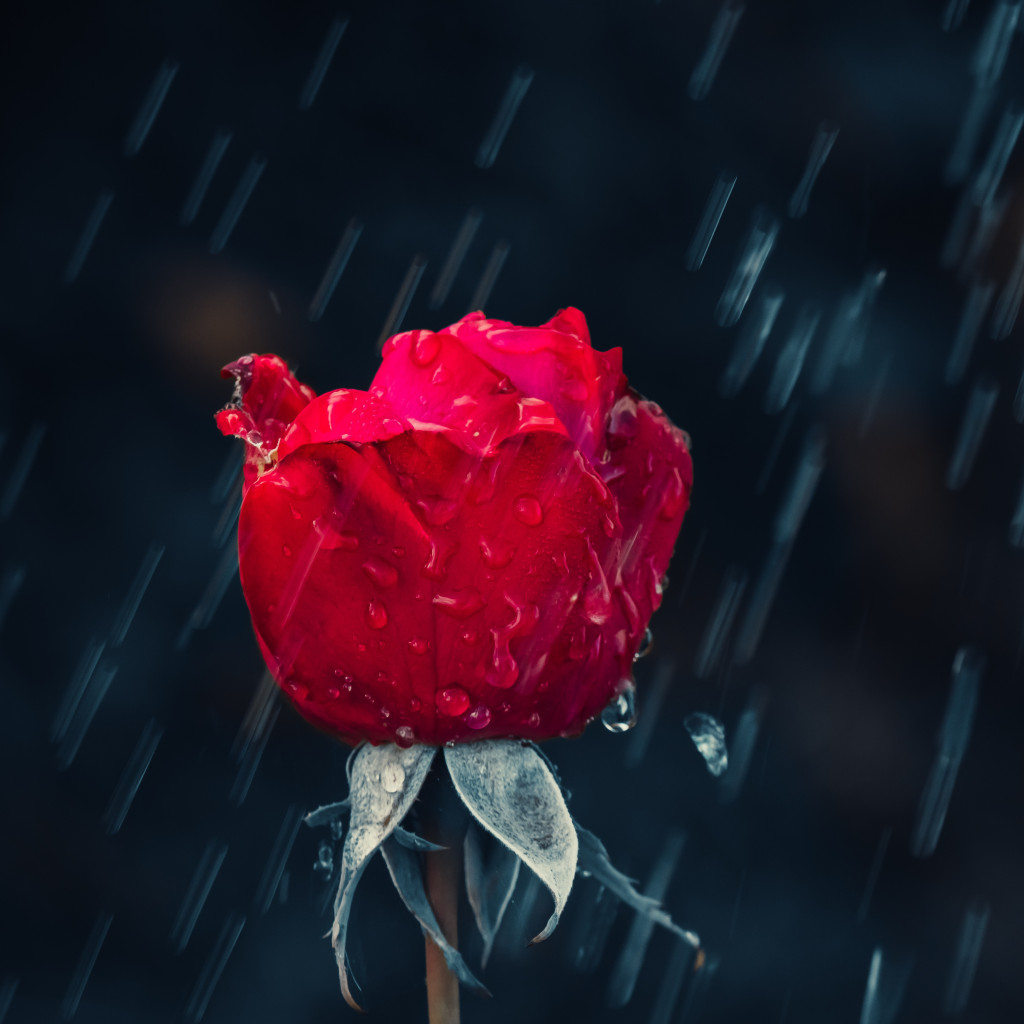 Red rose and raindrops wallpaper 1024x1024