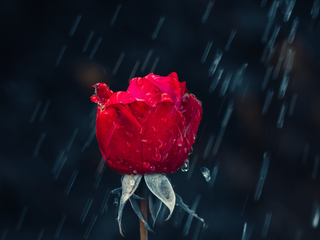 Red rose and raindrops wallpaper 1024x768