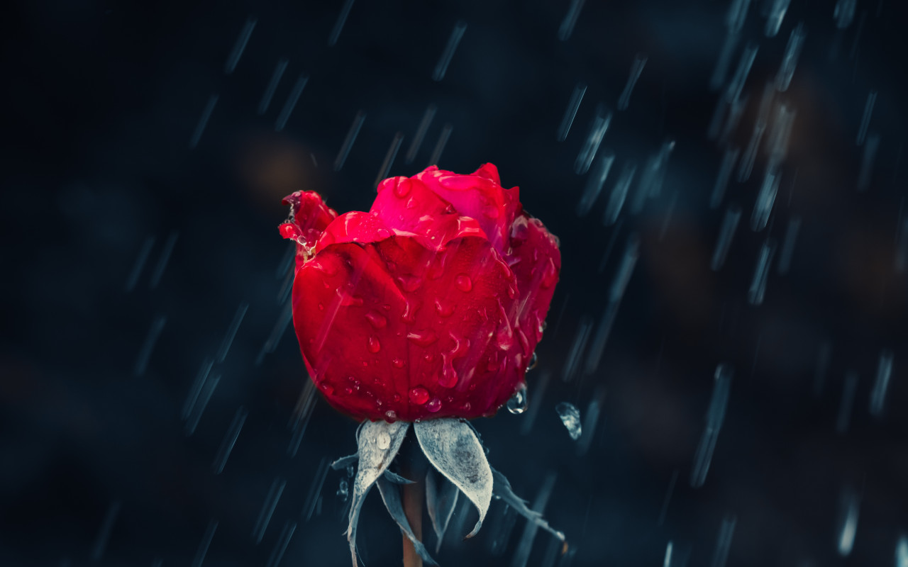 Red rose and raindrops wallpaper 1280x800