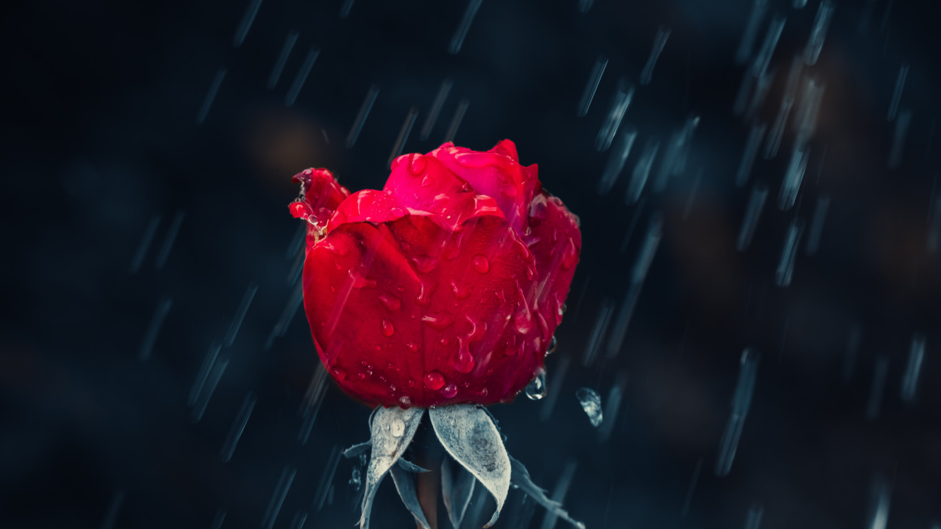Red rose and raindrops wallpaper 1366x768
