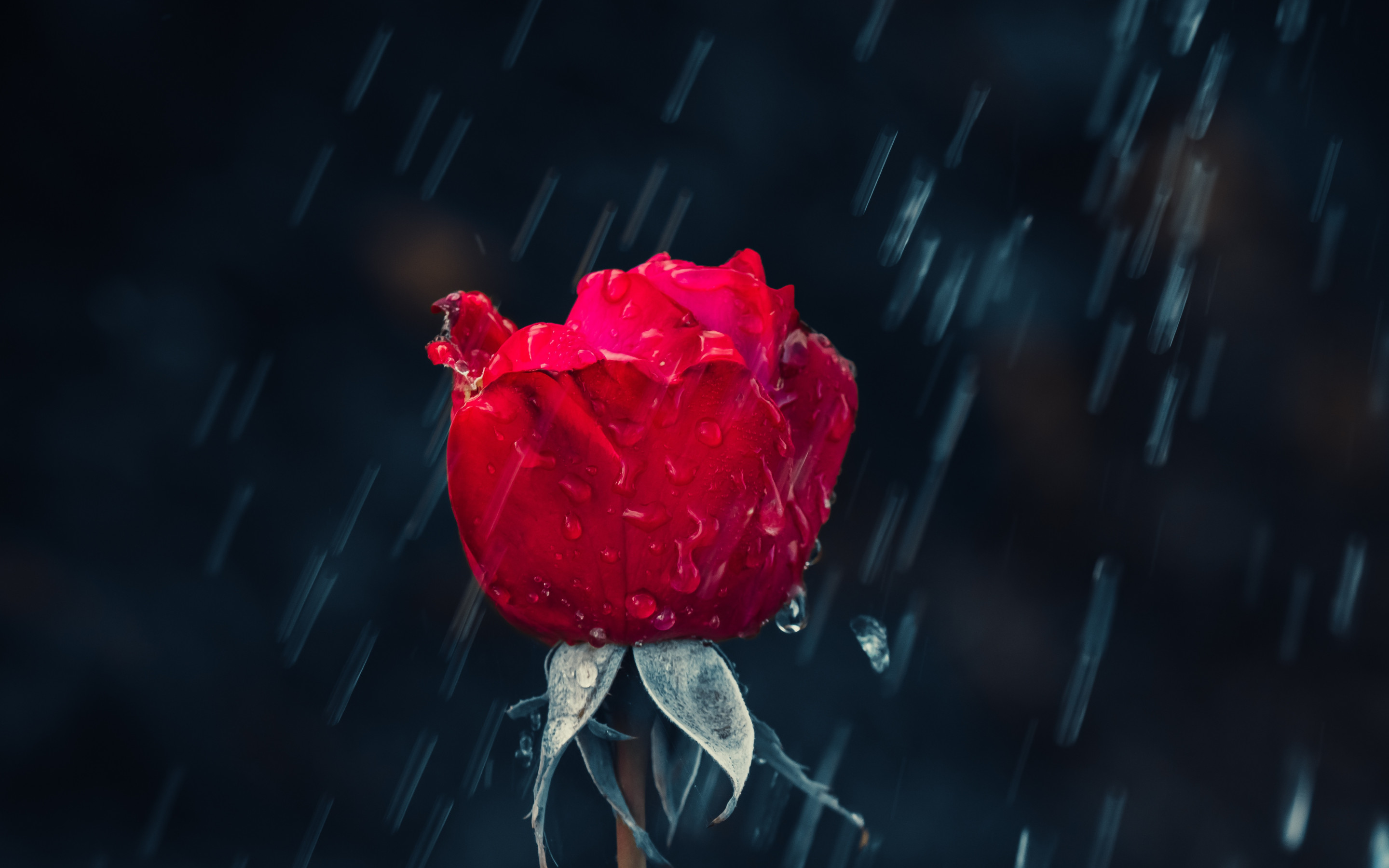 Red rose and raindrops wallpaper 2880x1800