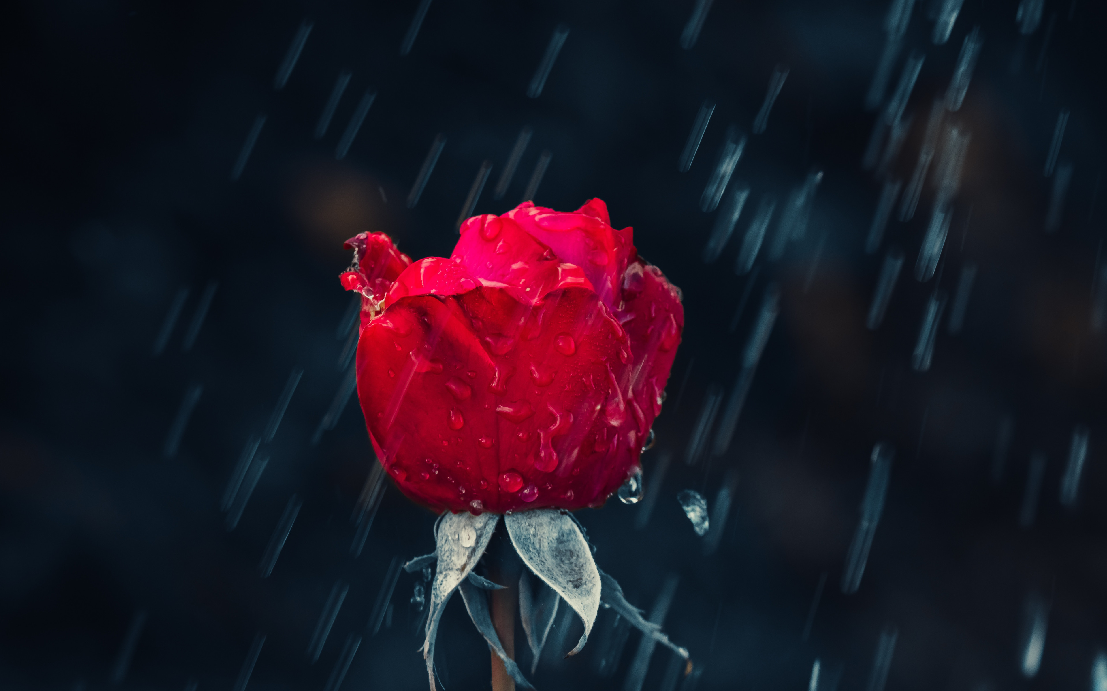Red rose and raindrops wallpaper 3840x2400
