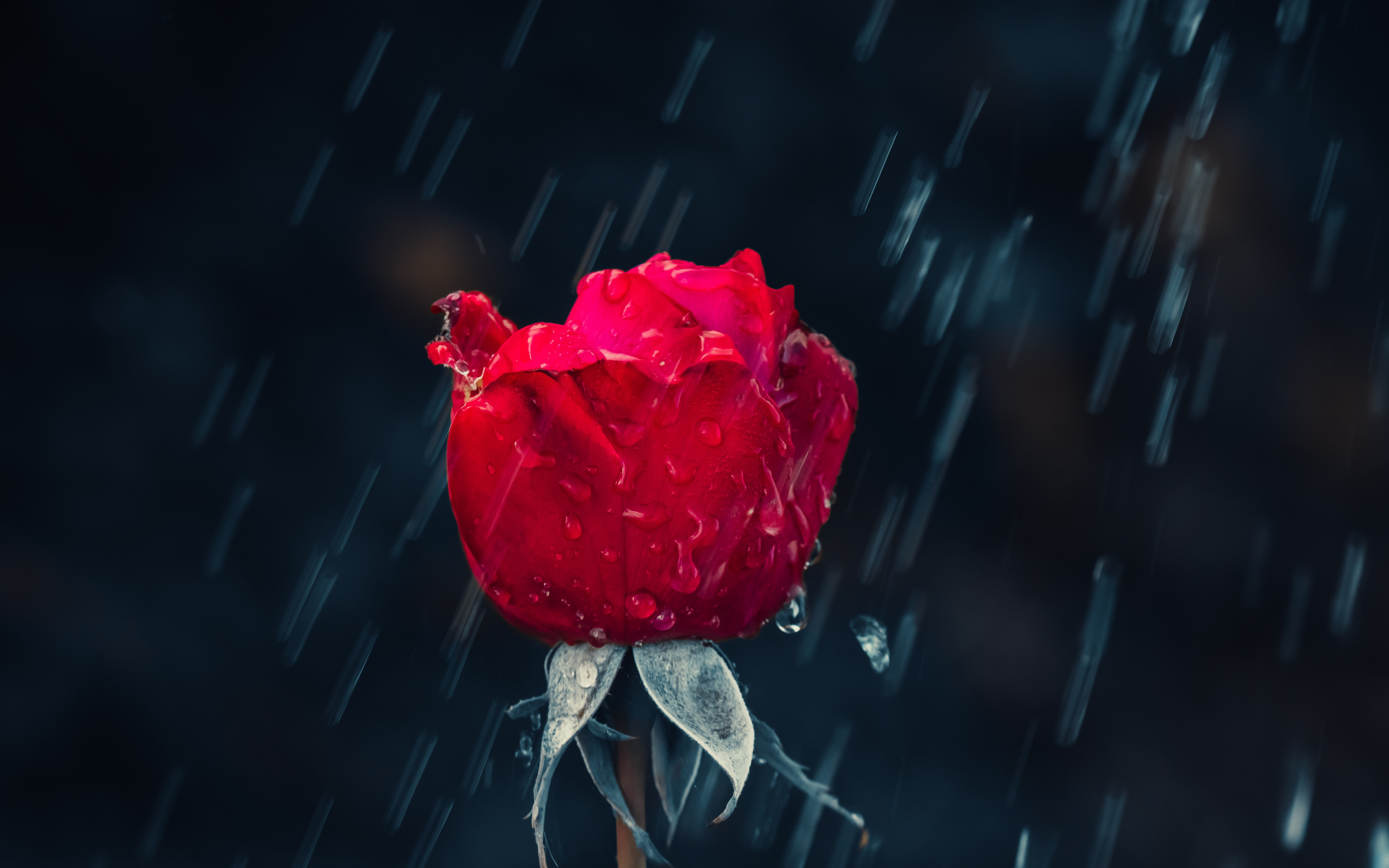 Red rose and raindrops wallpaper 5120x3200