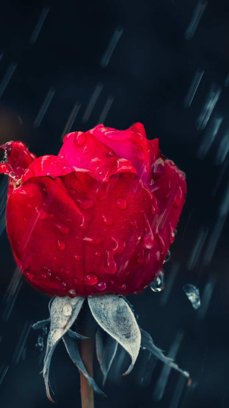 Red rose and raindrops wallpaper 750x1334