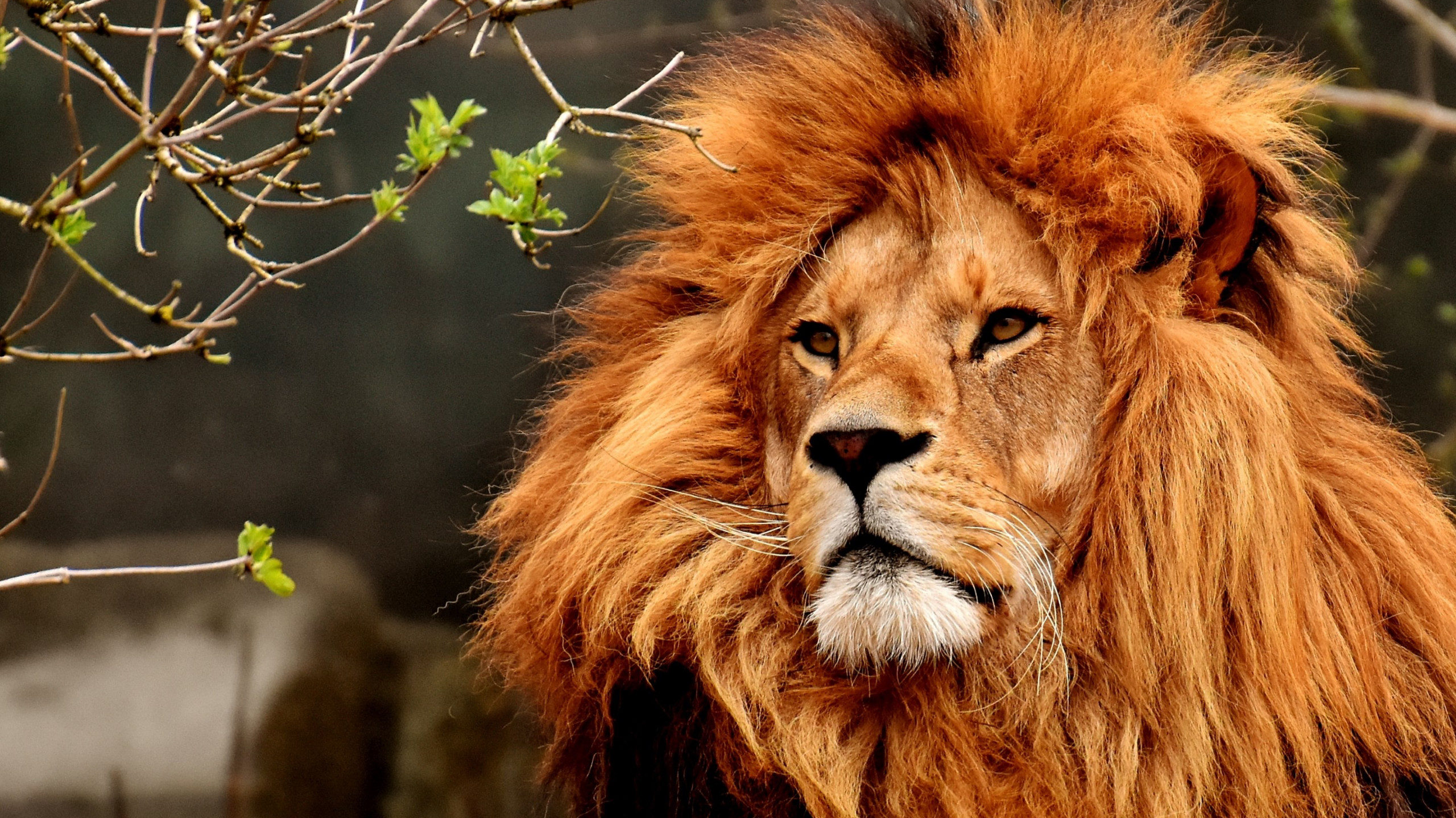 Best lion male portrait wallpaper 2560x1440