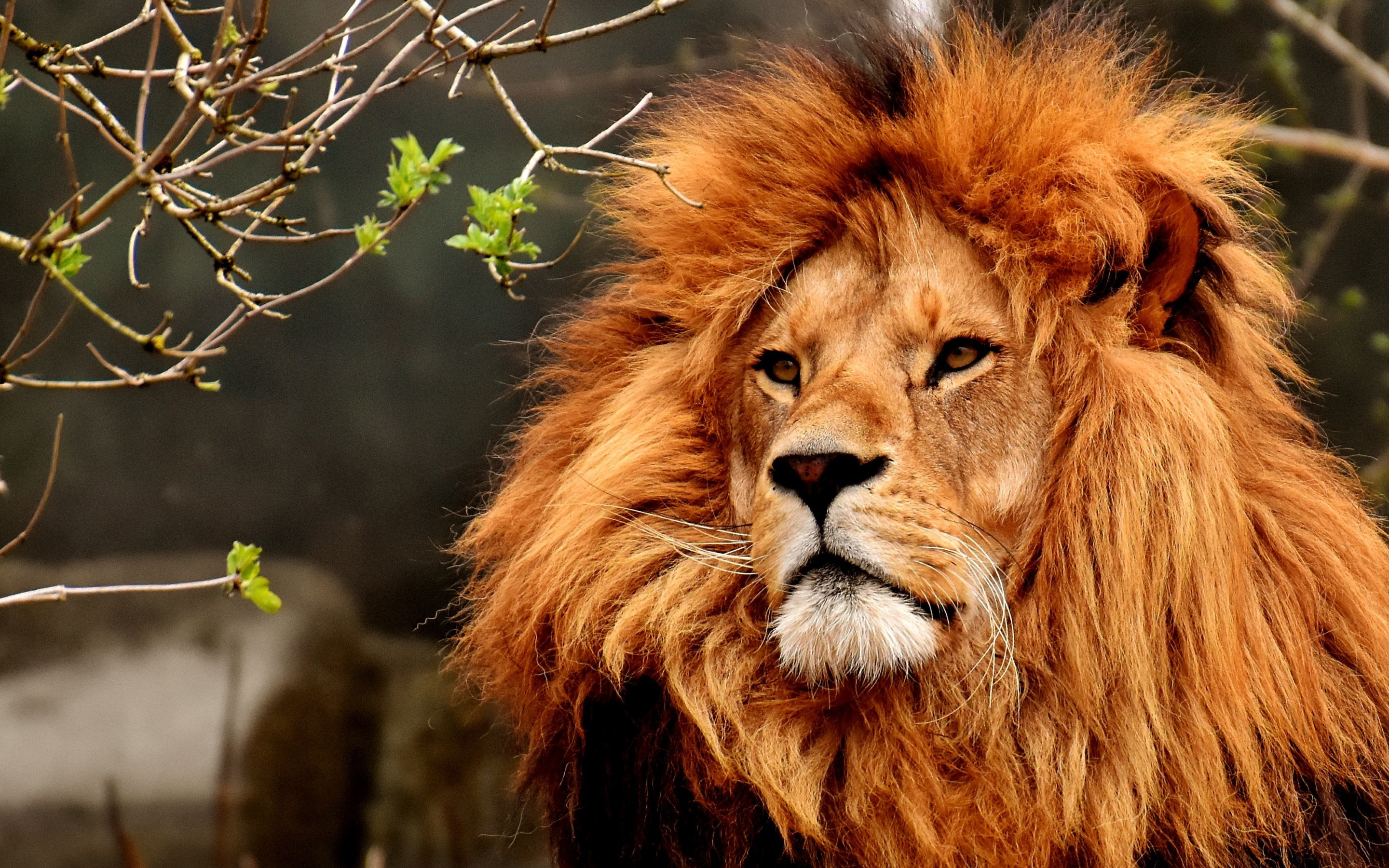 Best lion male portrait wallpaper 2880x1800