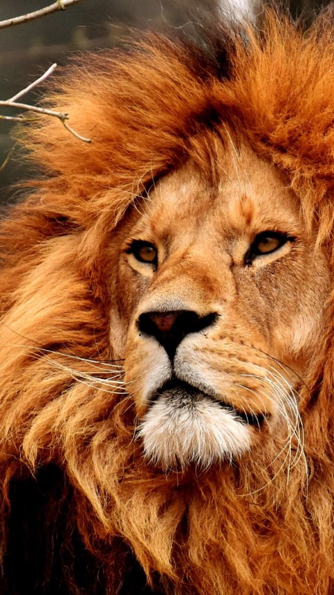 Best lion male portrait wallpaper 480x854