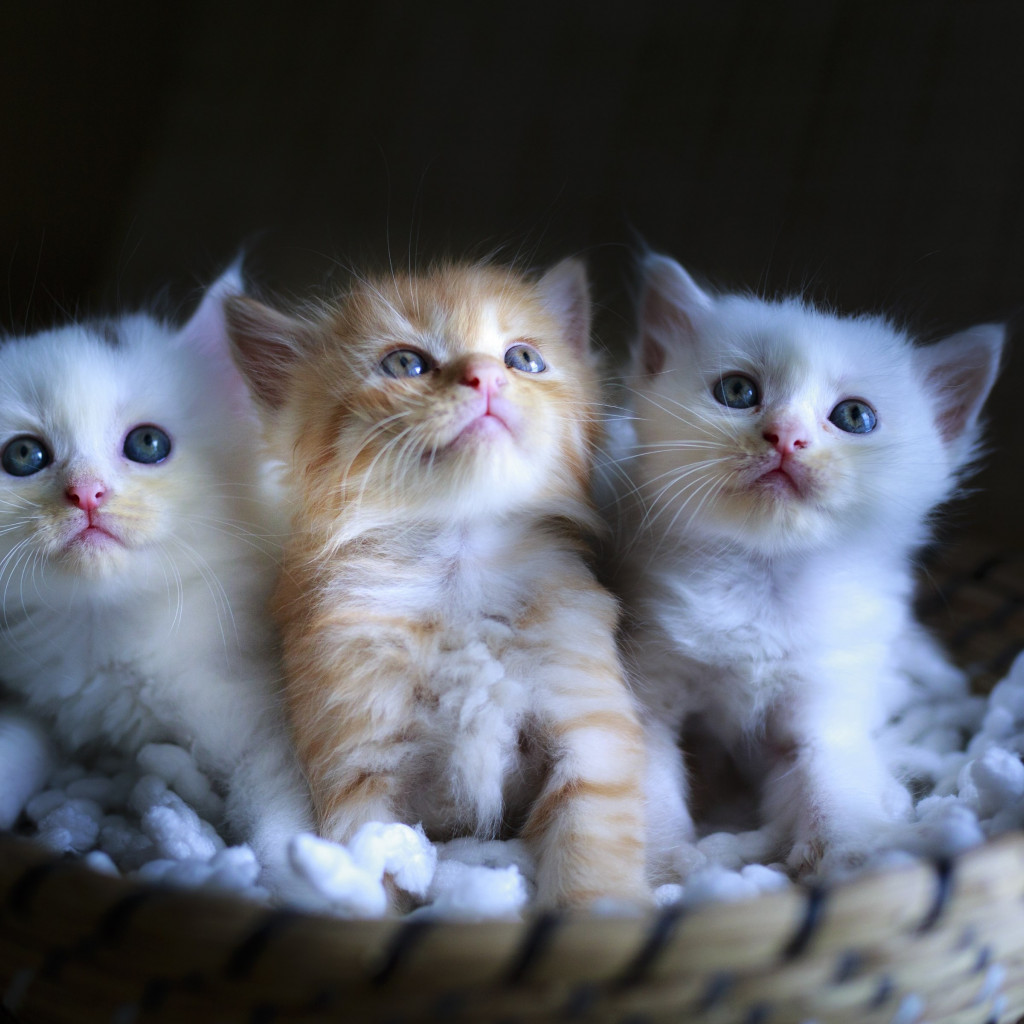 Three cute kittens wallpaper 1024x1024