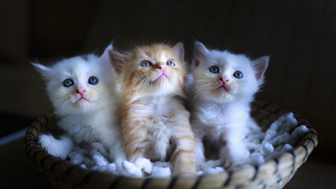 Three cute kittens wallpaper 1366x768