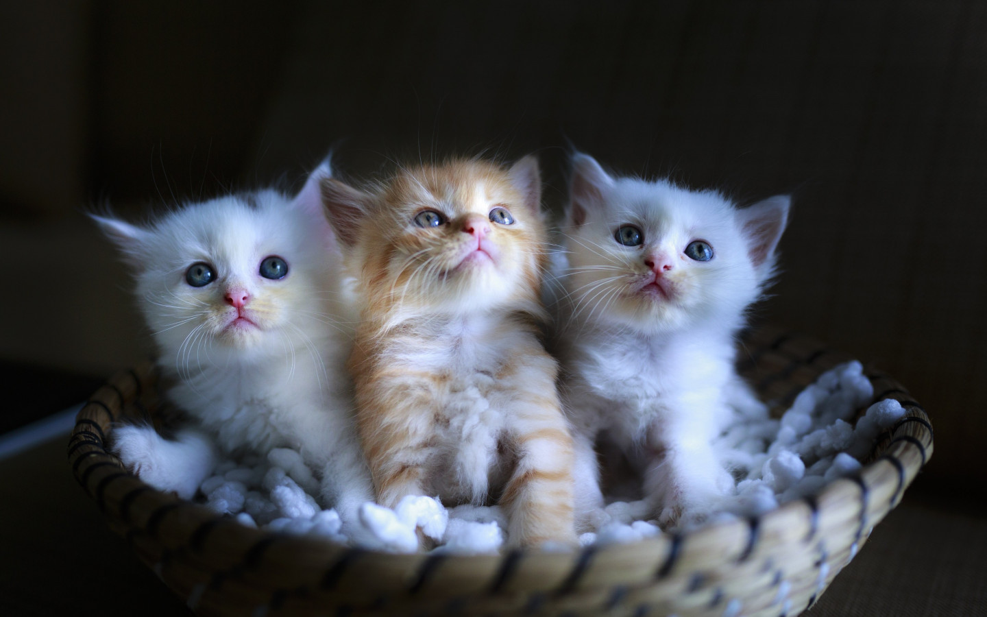 Three cute kittens wallpaper 1440x900