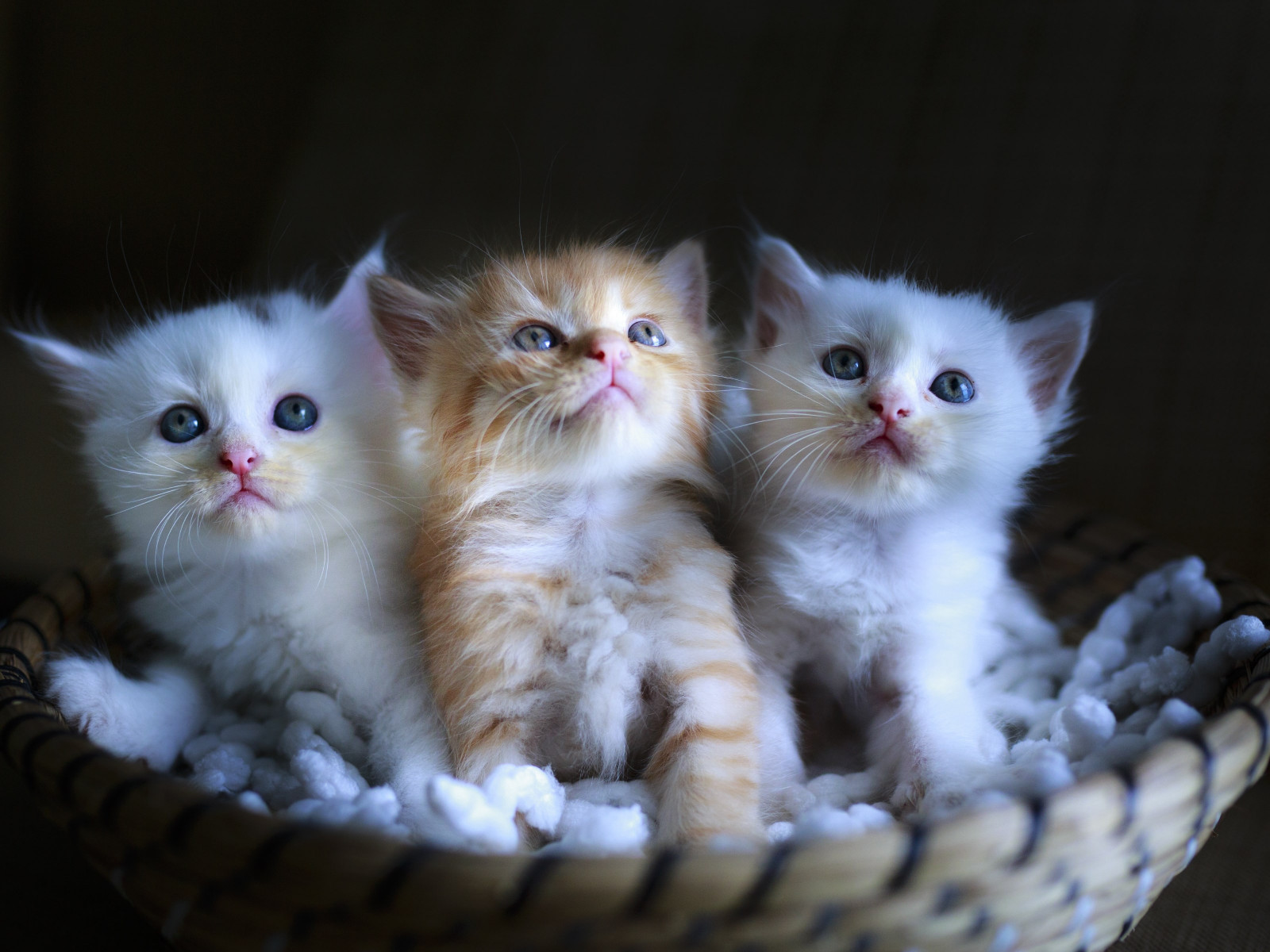 Three cute kittens wallpaper 1600x1200