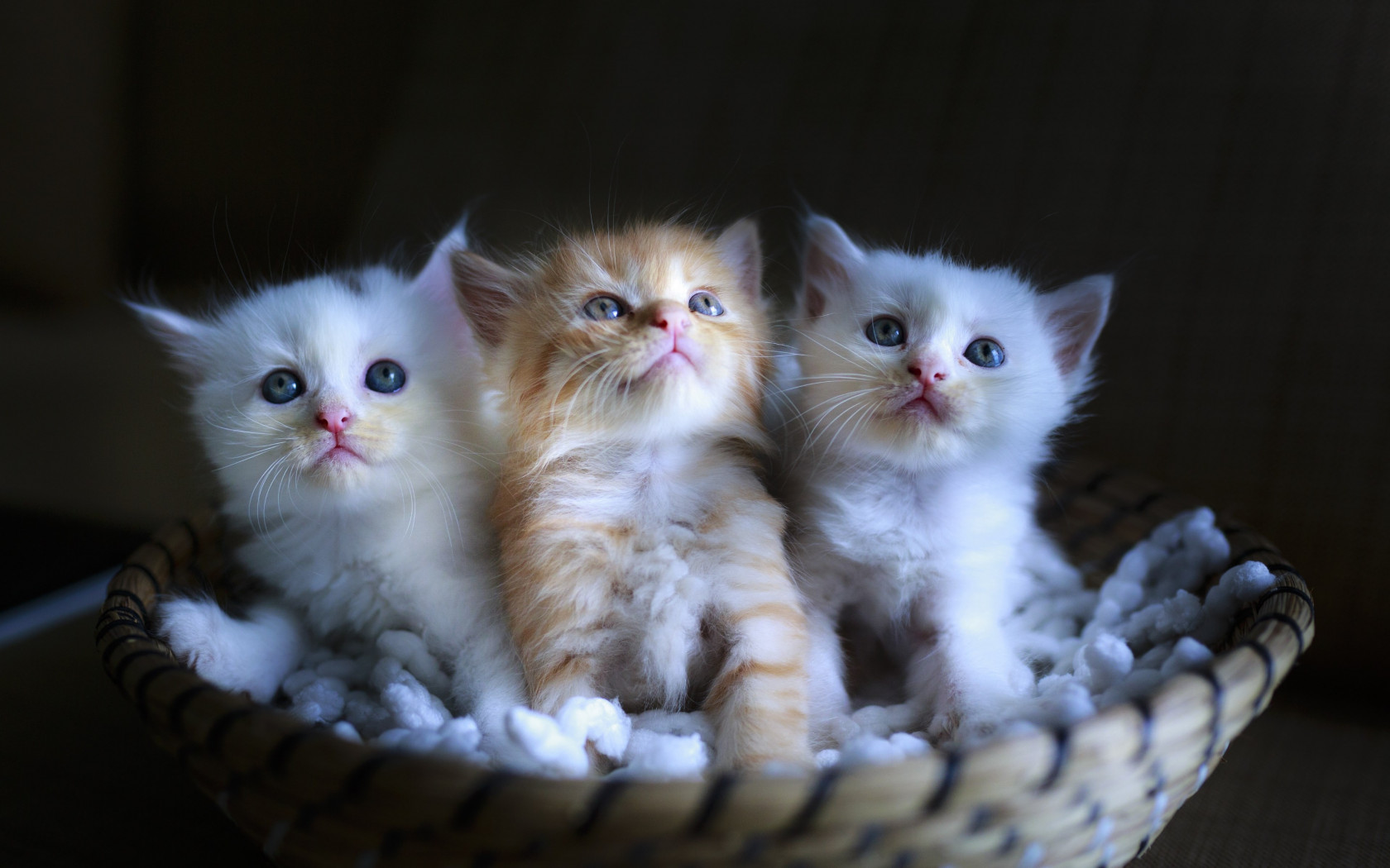 Three cute kittens wallpaper 1680x1050