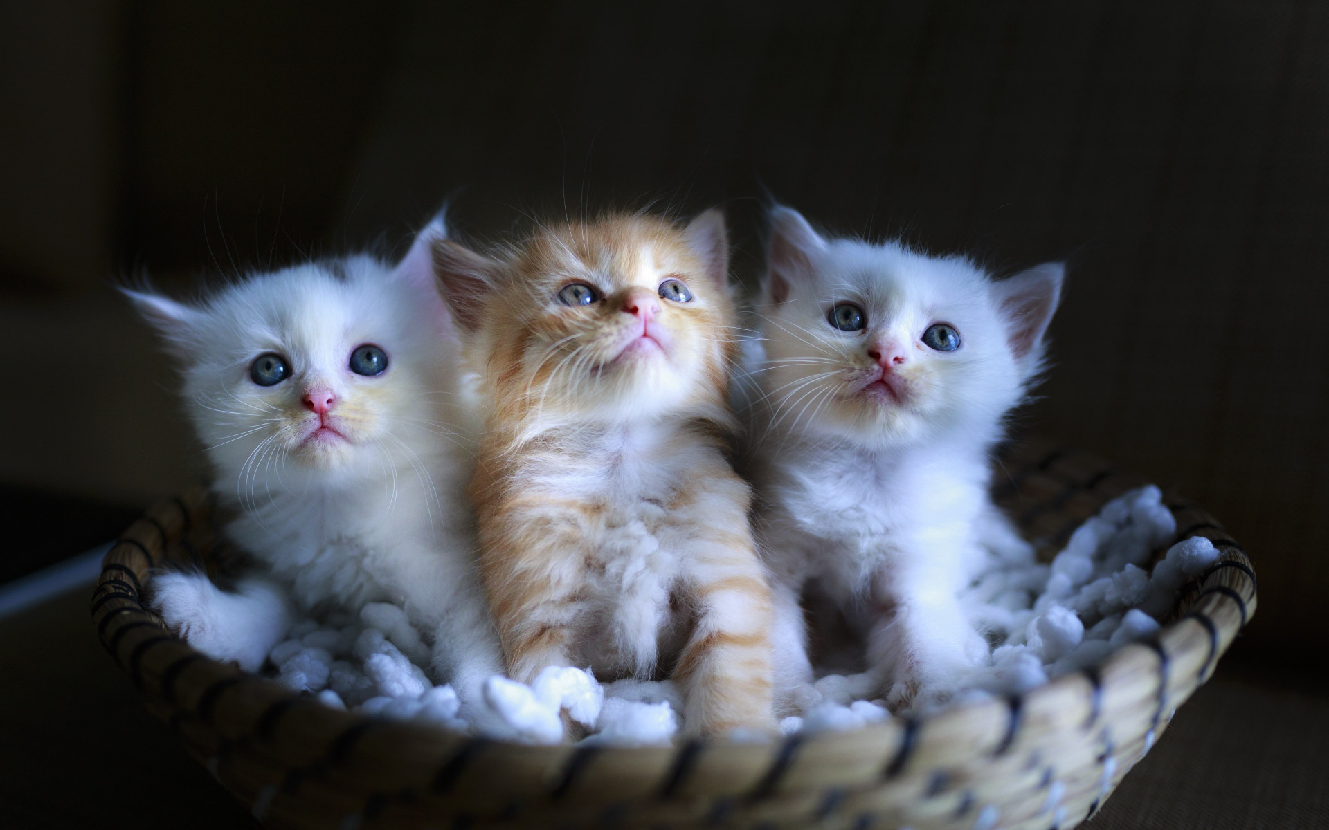 Three cute kittens wallpaper 1920x1200
