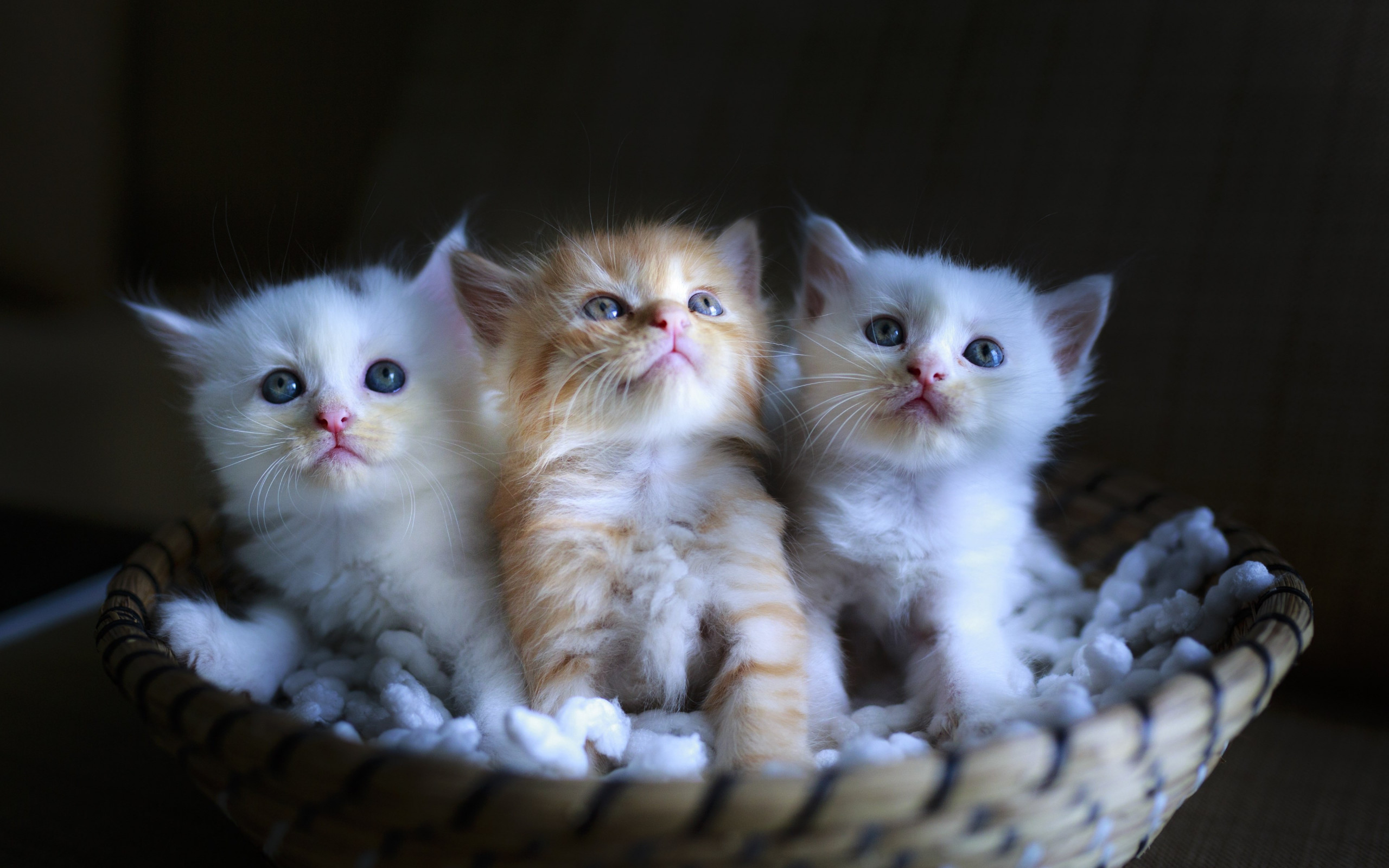 Three cute kittens wallpaper 2560x1600
